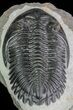 Hollardops Trilobite - Large Specimen #68644-5
